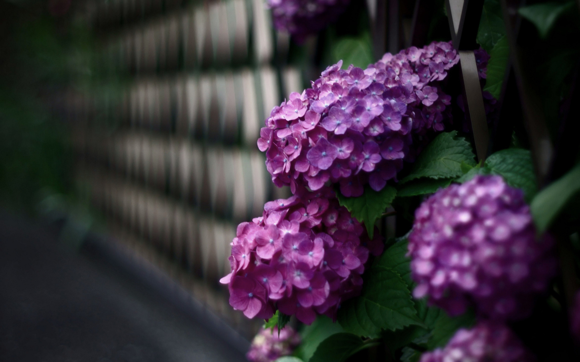 Hydrangea Wallpapers, Pictures, Images