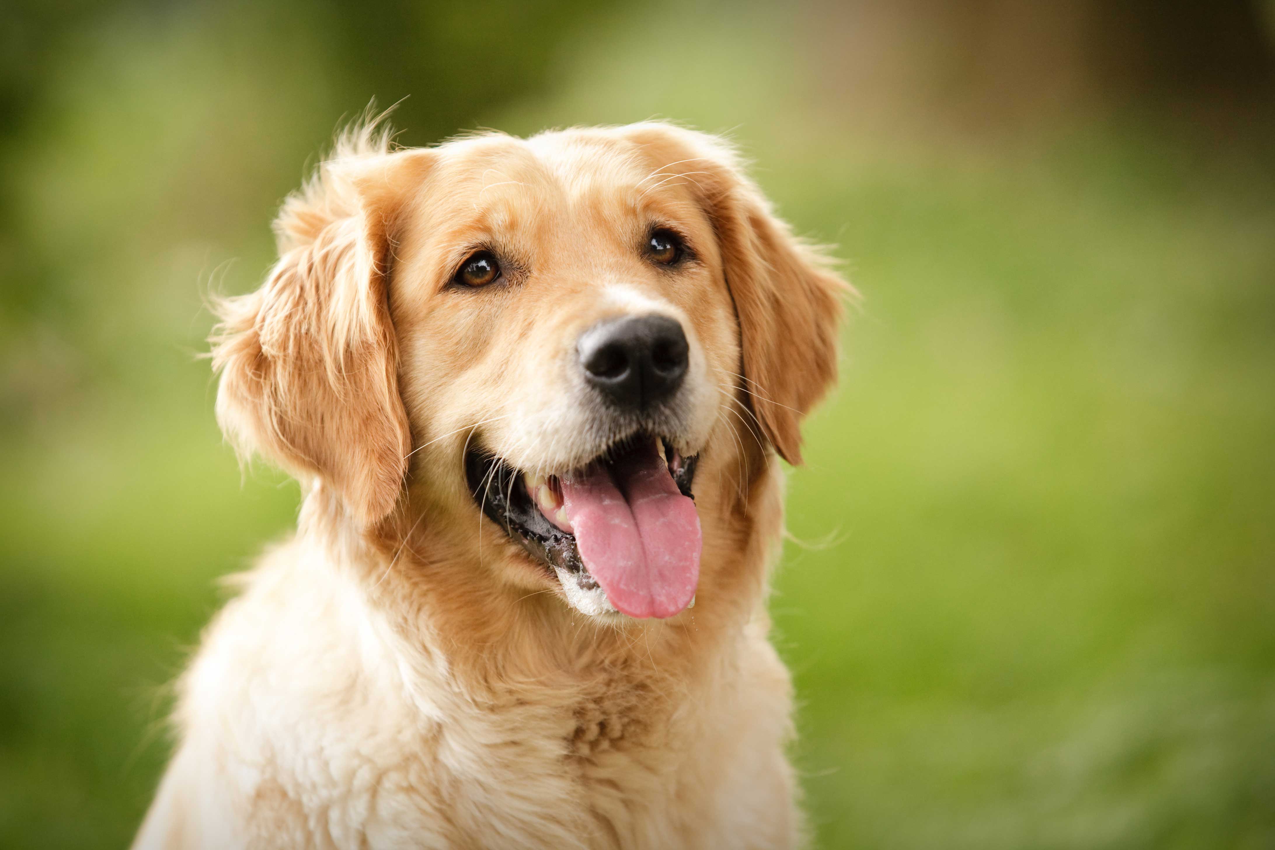 Golden Retriever Wallpapers, Pictures, Images - Long HaireD GolDen Retriever