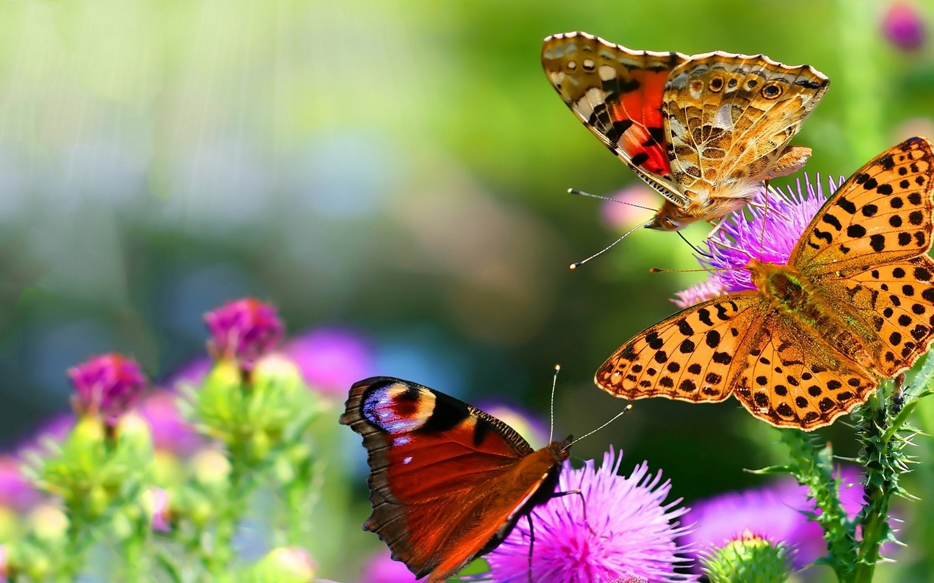 Download Beautiful Butterflies Wallpapers, Pictures, Images