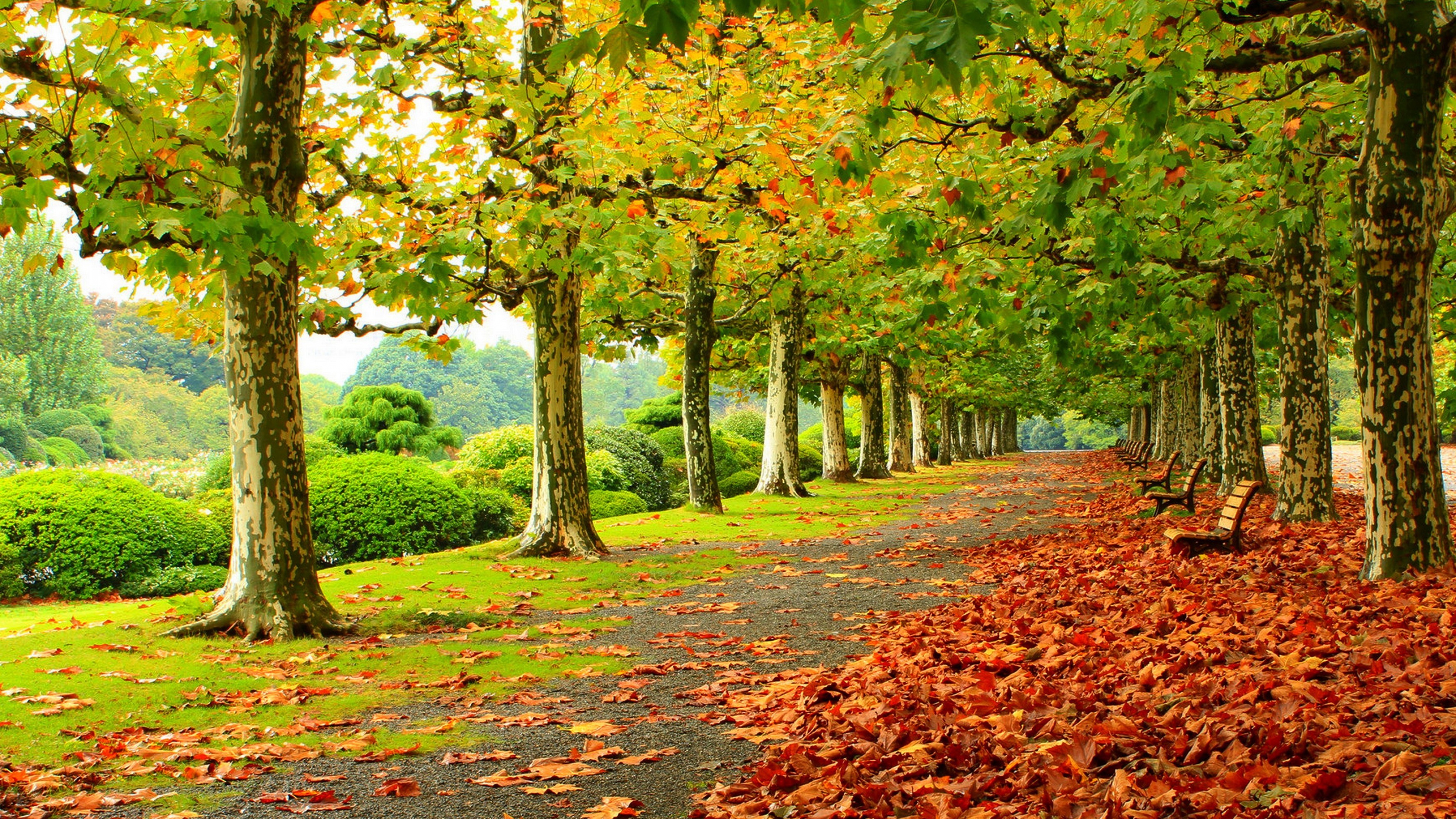 beautiful autumn scene