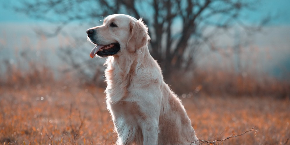 Golden Retriever Wallpapers, Pictures, Images