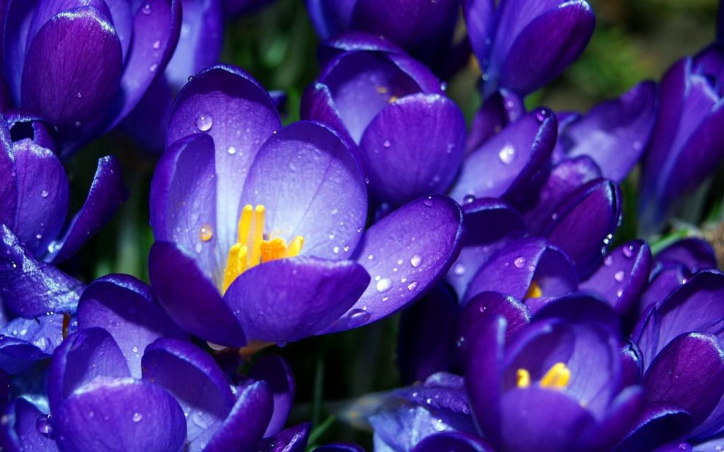 Crocus Wallpapers, Pictures, Images