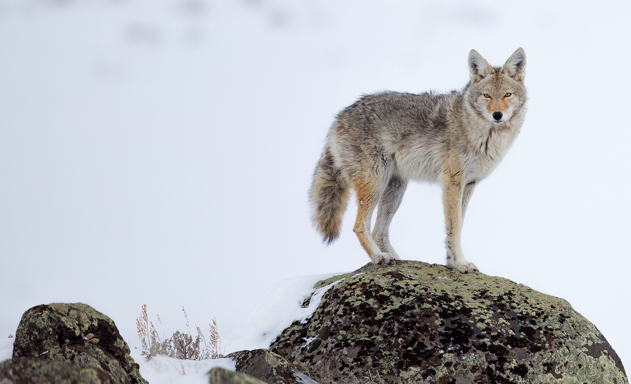 205764 Coyote Photos and Premium High Res Pictures  Getty Images
